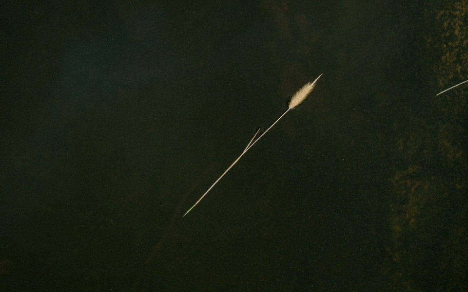 Dried grass on a dark background